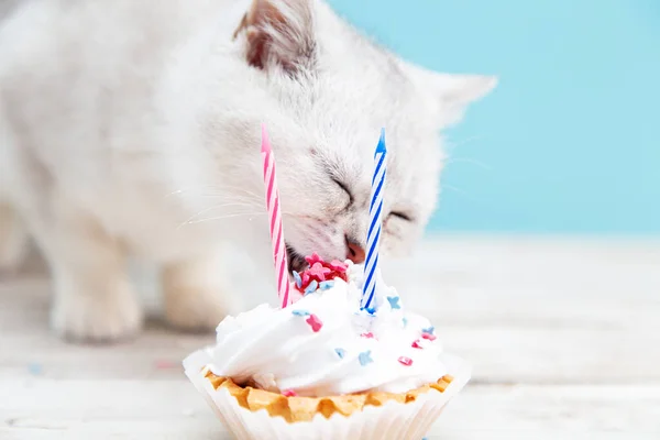 Gatinho Britânico Branco Comendo Bolo Aniversário Fundo Azul Conceito Férias — Fotografia de Stock