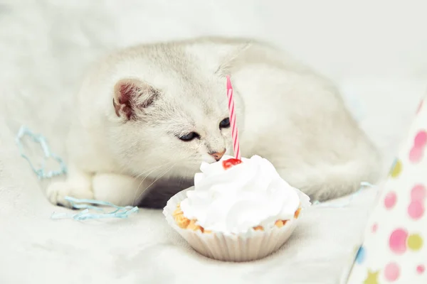 Gatinho Britânico Branco Come Cupcake Festivo Conceito Férias Aniversário — Fotografia de Stock