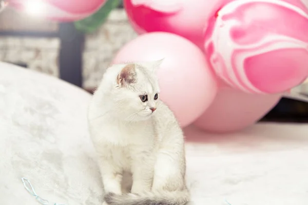 Gatinho Britânico Branco Cama Balões Festivos Conceito Férias Aniversário — Fotografia de Stock