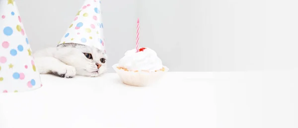 Şenlik Şapkalı Üzgün Beyaz Kedi Yavrusu Pastaya Bakıyor Doğum Günü — Stok fotoğraf