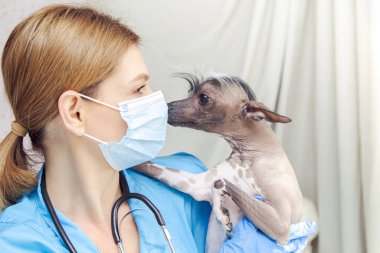 Orta yaşlı kadın veteriner köpeği muayene ediyor. Doktorun ofisi. - Evet. Doktorun ofisi.. 