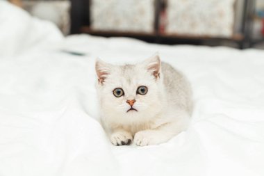 Beyaz battaniyeli küçük beyaz İngiliz kedi yavrusu. Komik meraklı hayvan. Boşluğu kopyala. 