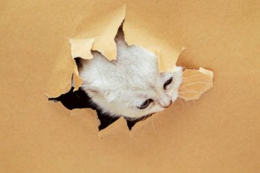 Küçük beyaz İngiliz kedi yavrusu el işi kağıdındaki delikten bakıyor. Komik meraklı hayvan. Boşluğu kopyala.