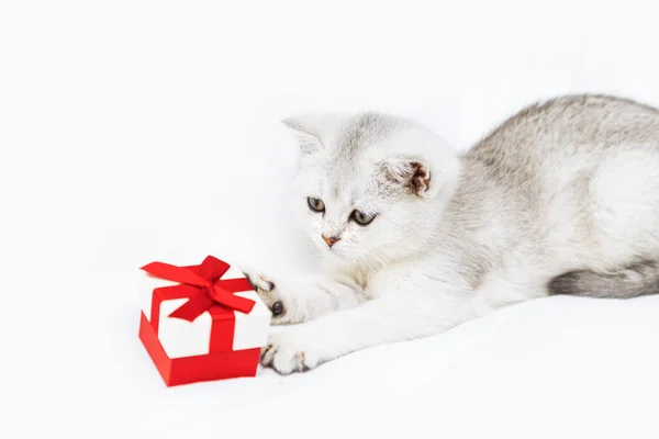 Small White British Kitten Red Gift Box White Blanket Funny — Stock Photo, Image