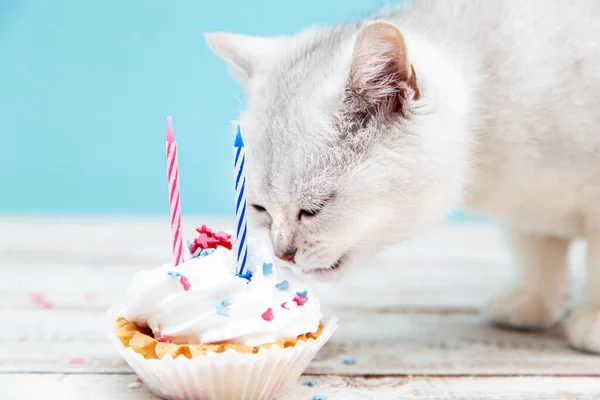 Beyaz Ngiliz Kedisi Mavi Arka Planda Doğum Günü Pastası Yiyor — Stok fotoğraf