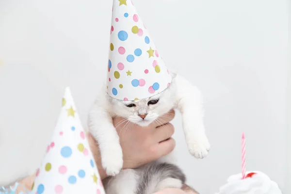 一个男人手里拿着一顶喜庆的帽子 手里拿着一只可怜的白猫 生日和假日的概念 — 图库照片