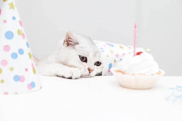Gatinho Branco Triste Gorro Festivo Olha Para Bolo Conceito Aniversário — Fotografia de Stock