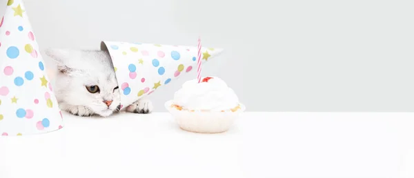 Gatinho Branco Triste Gorro Festivo Olha Para Bolo Conceito Aniversário — Fotografia de Stock