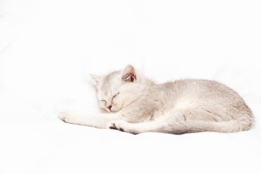 Beyaz bir battaniyenin üzerinde uyuyan küçük beyaz İngiliz kedi yavrusu. Komik hayvan. Boşluğu kopyala.