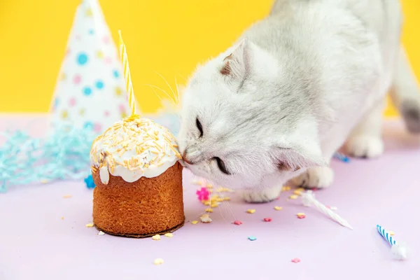 Gatinho Britânico Branco Come Cupcake Festivo Decorações Férias Fundo Amarelo — Fotografia de Stock