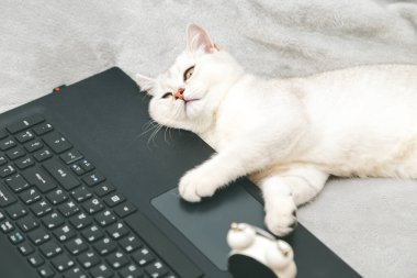 Laptopta yatan tembel ve yorgun beyaz İngiliz kedisi. Çevrimiçi öğrenim kavramı, evden çalışma, kendini izole etme. Mizah. 