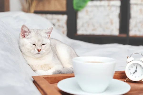 Lata Vita Brittiska Katten Sover Sängen Nära Brickan Med Kopp — Stockfoto