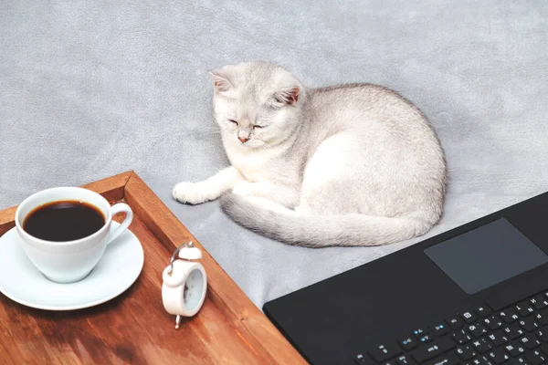 Vit Brittisk Katt Med Laptop Kopp Kaffe Och Väckarklocka Begreppet — Stockfoto