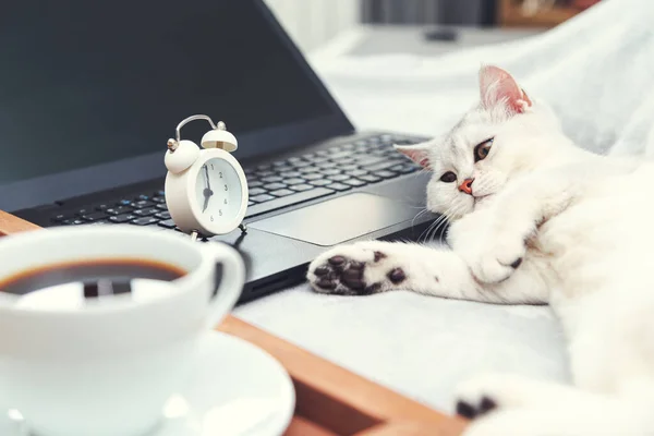 Vit Brittisk Katt Med Laptop Kopp Kaffe Och Väckarklocka Begreppet — Stockfoto