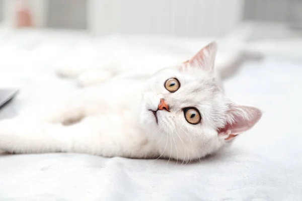 Удивлённый Белый Британский Кот Лежит Кровати Расслабленный Сонный Котенок Утро — стоковое фото