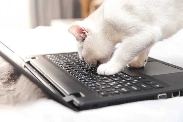 White British cat with a laptop. Concept for online learning, work from home, self-isolation. Humor.