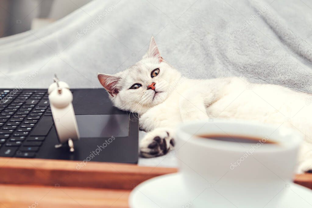 White British cat with  laptop, cup of coffee and alarm clock.  Concept for online learning, work from home, self-isolation. Humor.