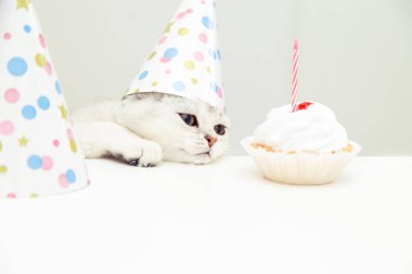 Şenlik şapkalı üzgün beyaz kedi yavrusu pastaya bakıyor. Doğum günü ve tatil kavramı. 