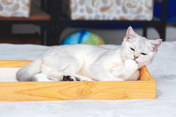 Tepside Yatan Tembel Beyaz Ngiliz Kedisi Rahat Uykucu Kedicik Sabah — Stok fotoğraf