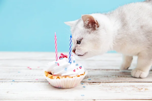 Gatinho Britânico Branco Comendo Bolo Aniversário Fundo Azul Conceito Férias — Fotografia de Stock