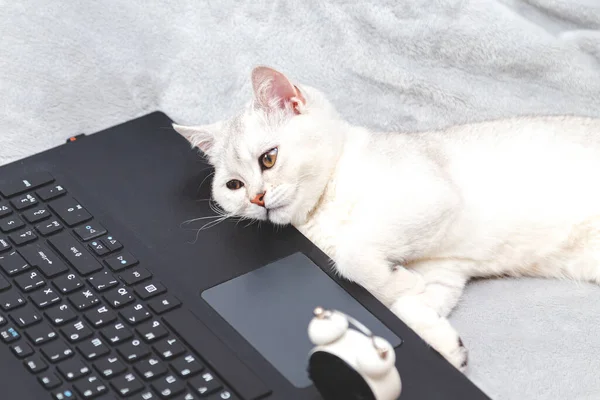 Lazy and tired white British cat lying on a laptop. Concept for online learning, work from home, self-isolation. Humor.