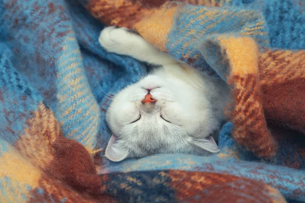 Close-up of  face cute British chinchilla cat. The kitten sleeps wrapped in a warm colored blanket. Winter, cold.