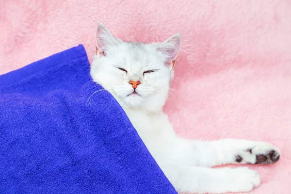 Ngiliz Shinchilla Kedisi Pembe Bir Yatak Örtüsünün Üzerinde Yatıyor Dinlenme — Stok fotoğraf
