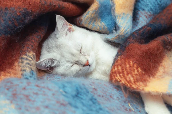 Close Face Cute British Chinchilla Cat Kitten Sleeps Wrapped Warm — Stock Photo, Image