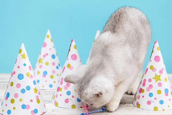 Gatinho Britânico Branco Bonés Férias Fundo Azul Conceito Férias Aniversário — Fotografia de Stock