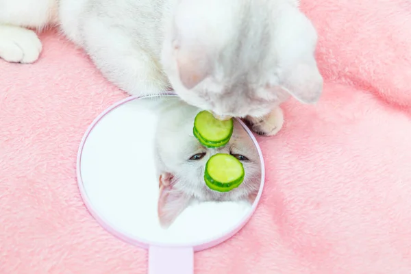 Britse Steno Chinchilla Kat Bewondert Haar Reflectie Spiegel Roze Achtergrond — Stockfoto