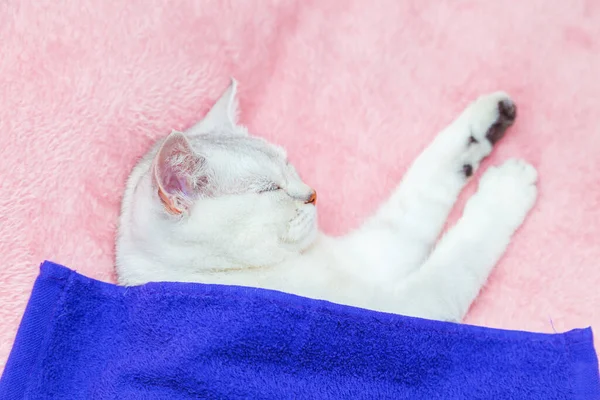 Britische Kurzhaar Chinchilla Katze Liegt Auf Einer Rosafarbenen Tagesdecke Ruhe — Stockfoto