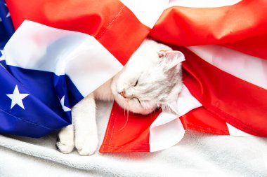 Gümüş İngiliz kedisi Amerikan bayrağında uyur. Vatansever kedi. ABD sembolü. Bağımsızlık Günü 'nü bekliyorum.. 