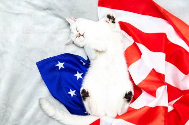 Gümüş İngiliz kedisi Amerikan bayrağında uyur. Vatansever kedi. ABD sembolü. Bağımsızlık Günü 'nü bekliyorum.. 