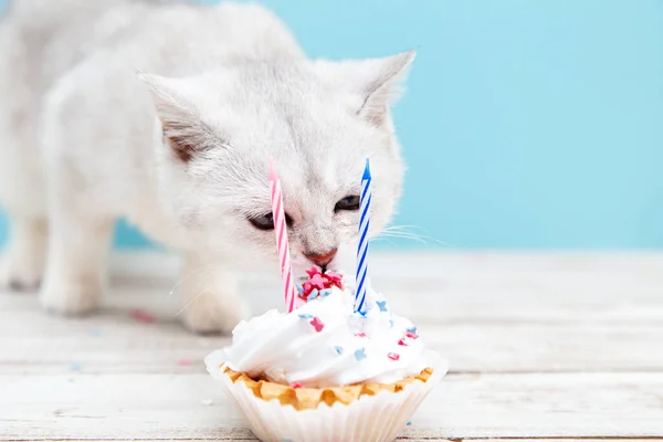 Gatinho Britânico Branco Comendo Bolo Aniversário Fundo Azul Conceito Férias — Fotografia de Stock