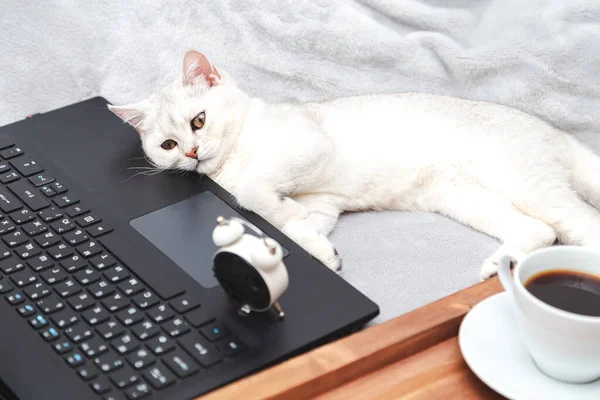 Vit Brittisk Katt Med Laptop Kopp Kaffe Och Väckarklocka Begreppet — Stockfoto