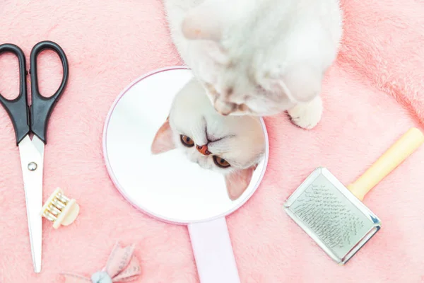 영국의 친칠라 고양이는 거울에 자신의 모습을 고양이털을 손질하는 동물의 아름다움의 — 스톡 사진