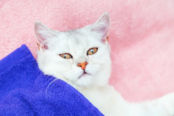 Gato Chinchila Abreviatura Britânico Está Uma Colcha Rosa Descanso Relaxamento — Fotografia de Stock