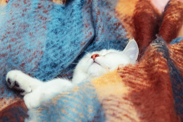 Close Rosto Bonito Britânico Chinchila Gato Gatinho Dorme Envolto Cobertor — Fotografia de Stock