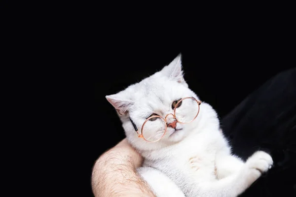 Británico Taquigrafía Gato Con Gafas Sobre Fondo Oscuro Copiar Espacio —  Fotos de Stock