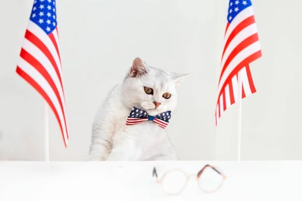 White British cat in a bow tie on the table with American flags. Humor. Patriotism. Independence Day concept.