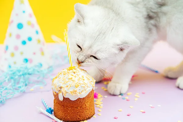 Gatinho Britânico Branco Come Cupcake Festivo Decorações Férias Fundo Amarelo — Fotografia de Stock