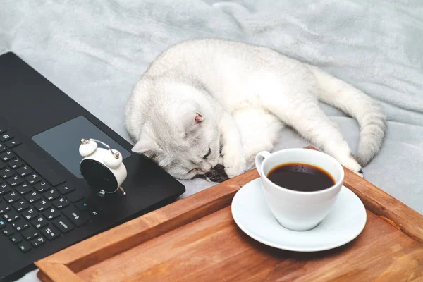 White British cat with  laptop, cup of coffee and alarm clock.  Concept for online learning, work from home, self-isolation. Humor.
