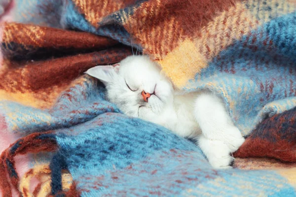 Close Face Cute British Chinchilla Cat Kitten Sleeps Wrapped Warm — Stock Photo, Image