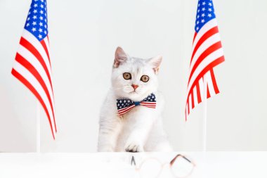 Masada Amerikan bayraklı papyonlu beyaz İngiliz kedisi. Mizah. Vatanseverlik. Bağımsızlık Günü kavramı. 