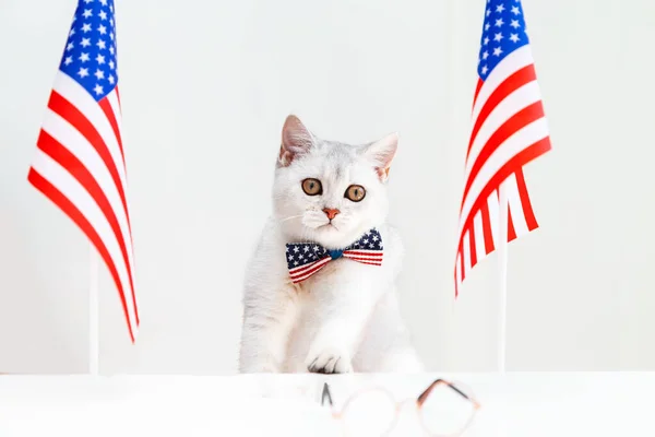 White British cat in a bow tie on the table with American flags. Humor. Patriotism. Independence Day concept.