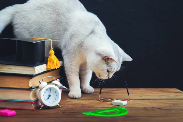 Materiais Estudo Estão Mesa Gato Britânico Shorthair Está Sentado Nas — Fotografia de Stock