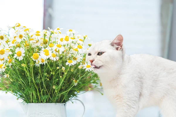 Britse Steno Zilveren Kat Met Een Boeket Kamille Zomer Vakantie — Stockfoto