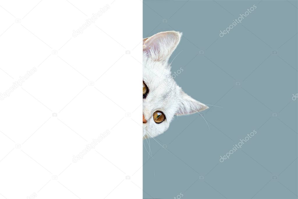 British shorthaired curious cat peeking out from behind a white background. Isolated on a light blue background. Copy space.