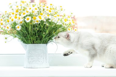 Bir buket papatyalı İngiliz gümüşi kedisi. Yaz ve tatil konsepti. 