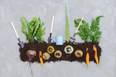 Yerde kök sebzeler ve gri arka planda bahçe aletleri. Düz yerde, üst tarafta. Sağlıklı gıda konsepti. 